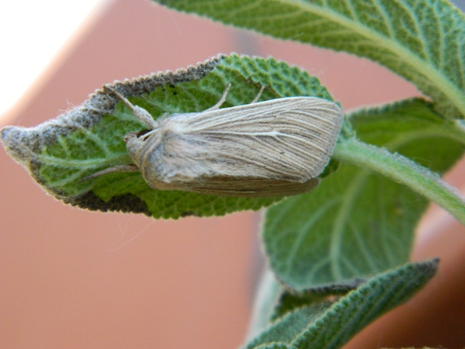 Noctuide da identificare